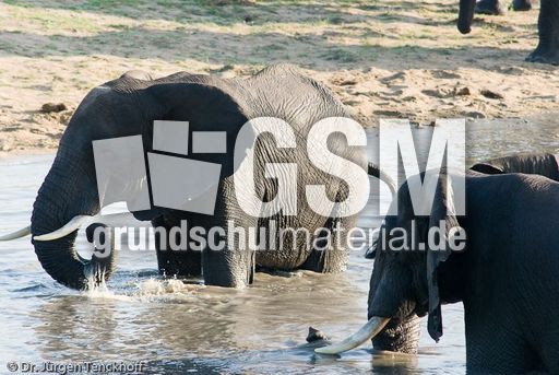 Afrikanischer Elefant (76 von 131).jpg